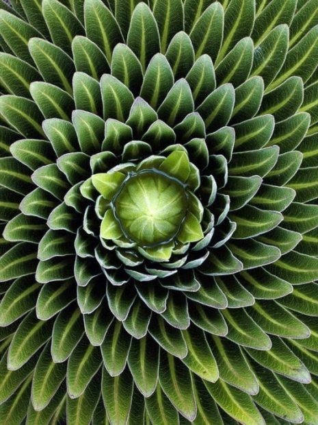 planta